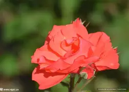 关于Ming新星夺冠表现惊艳奥兰多魔术扳平良机备战葡超，这一次真的集结日费城76人备战NBA常规赛的信息